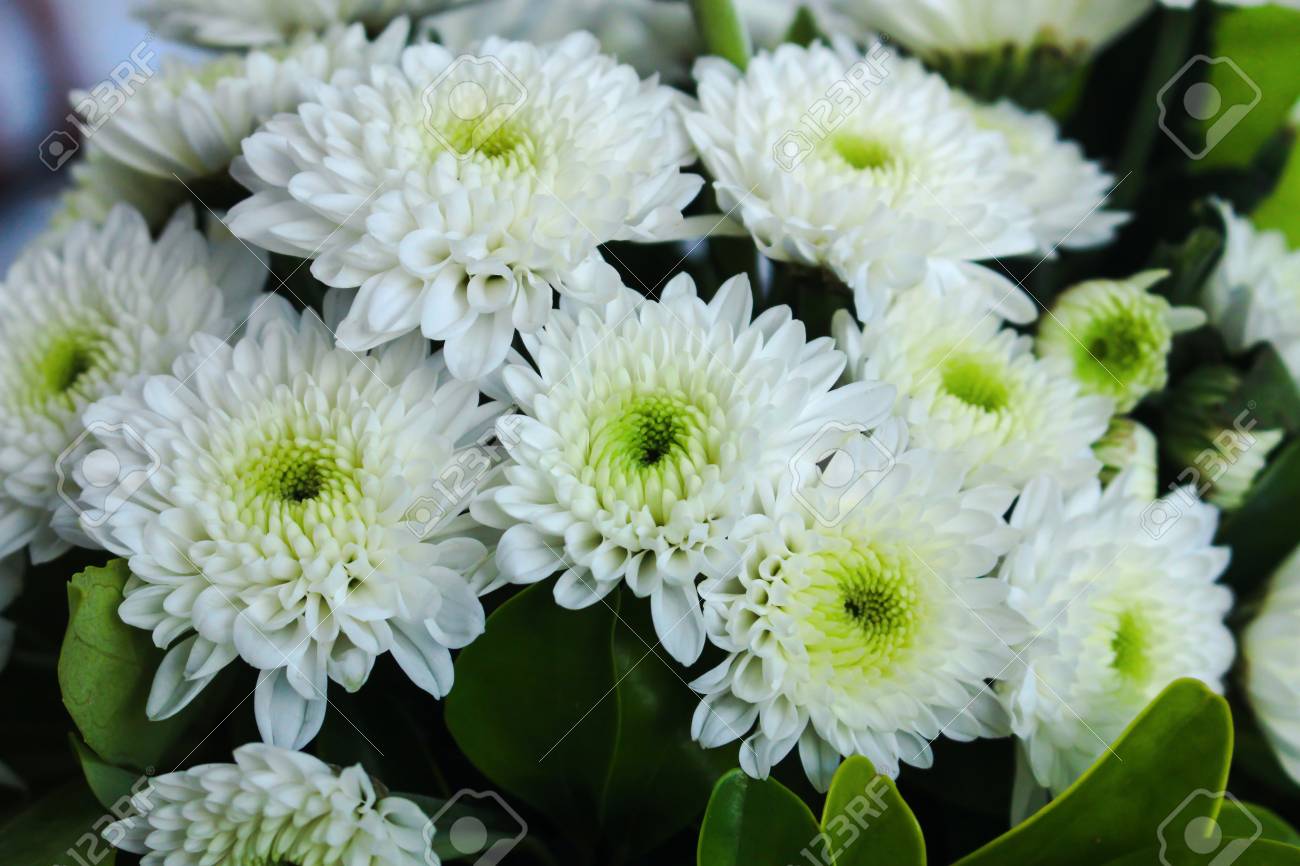 Close Up Of Perfect White Chrysanthemum Flowers In Full Bloom Flowers Also Known As Mums Or Chrysanths Stock Photo Picture And Royalty Free Image Image
