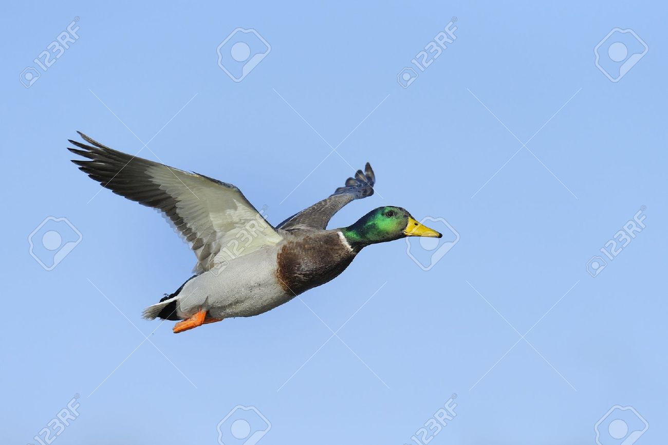 Colorful male mallard duck in flight against blue sky - 14471252 Colorful male mallard duck in flight against blue sky - 14471252