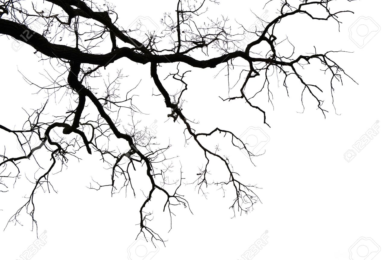 Resultado de imagen de ramas