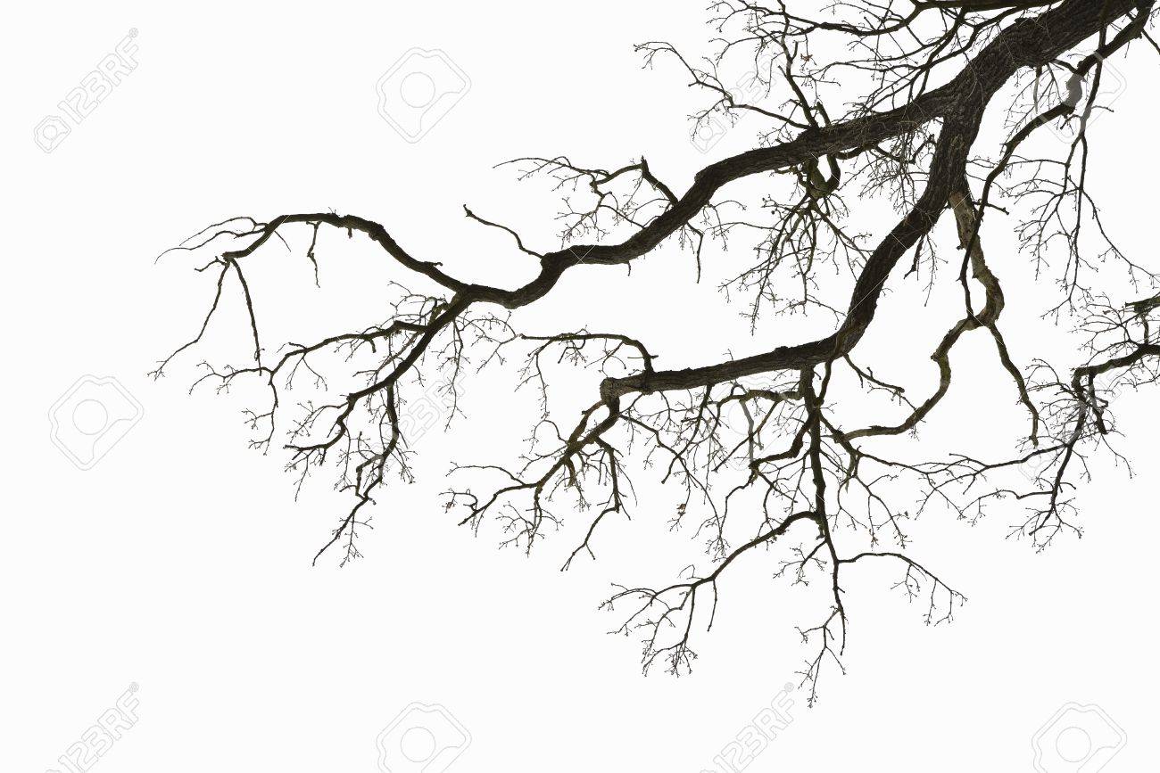 Natural color silhouette of a leafless tree against an overcast sky - 17925026 Natural color silhouette of a leafless tree against an overcast sky - 17925026