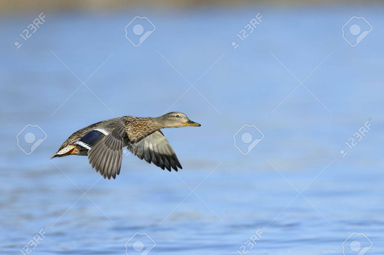 Female Mallard Duck Flying Over Water Stock Photo Picture And
