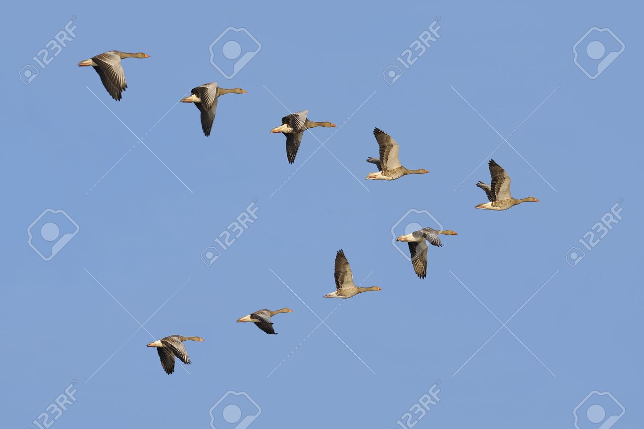 Flock of migrating greylag geese flying in V-formation. - 24696716 Flock of migrating greylag geese flying in V-formation. - 24696716
