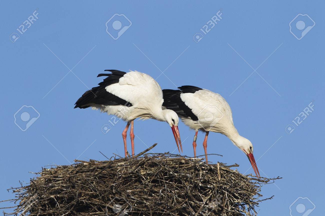 White stork pair building their nest, Germany. - 24696720 White stork pair building their nest, Germany. - 24696720