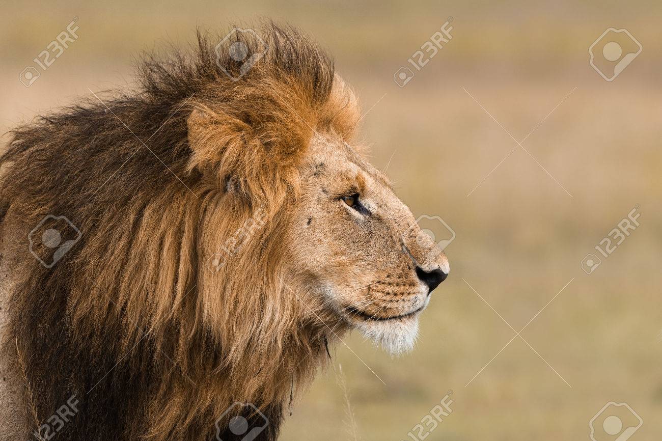 Portrait of a big male lion in Kenya - 25965950 Portrait of a big male lion in Kenya - 25965950