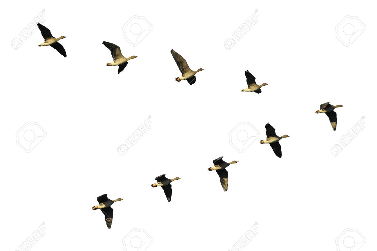 Flock of migrating bean geese flying in v-formation - 28040643 Flock of migrating bean geese flying in v-formation - 28040643
