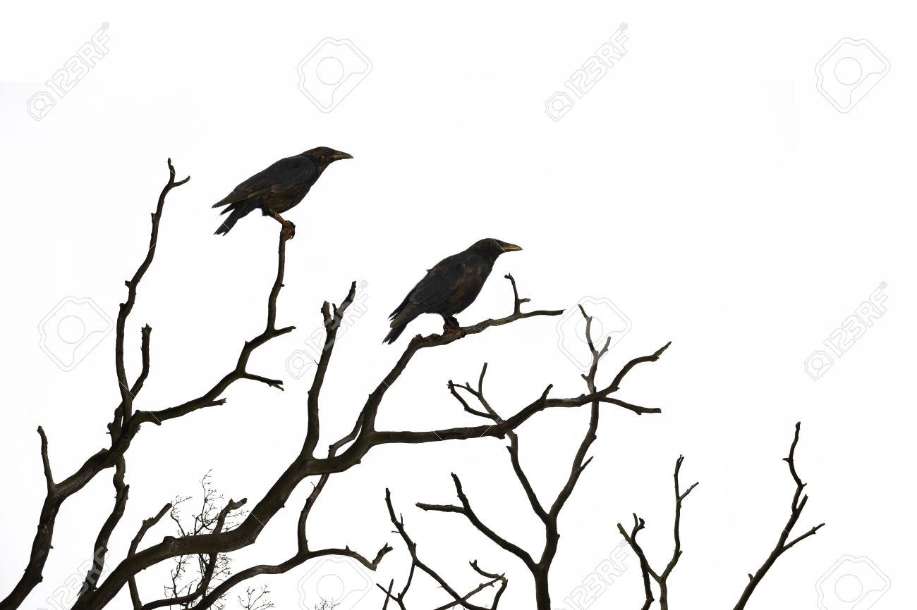 Dead tree with crows isolated on white background - 48094461 Dead tree with crows isolated on white background - 48094461