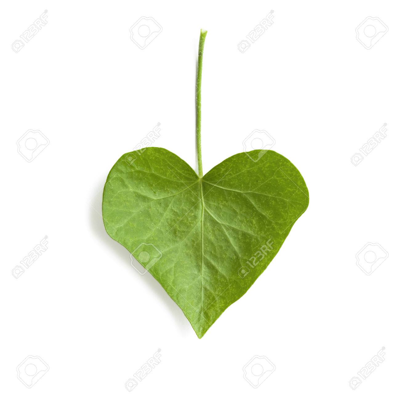 Efeu Blatt Herzform Isoliert Auf Weissem Hintergrund Lizenzfreie Fotos Bilder Und Stock Fotografie Image 48931498