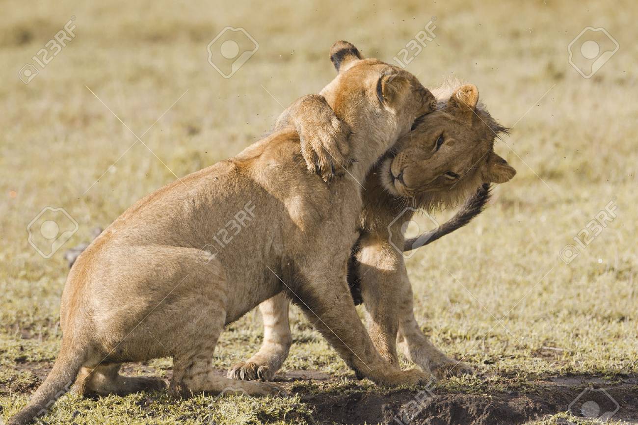 アフリカ ライオンの子供が遊んで の写真素材 画像素材 Image