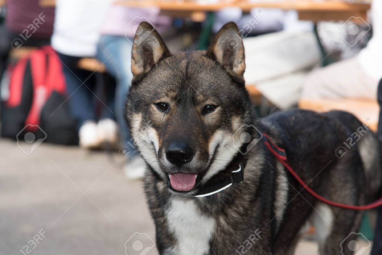 Shikoku Dog Stock Photo Picture And Royalty Free Image Image Shikoku Dog Stock Photo Picture And Royalty Free Image Image