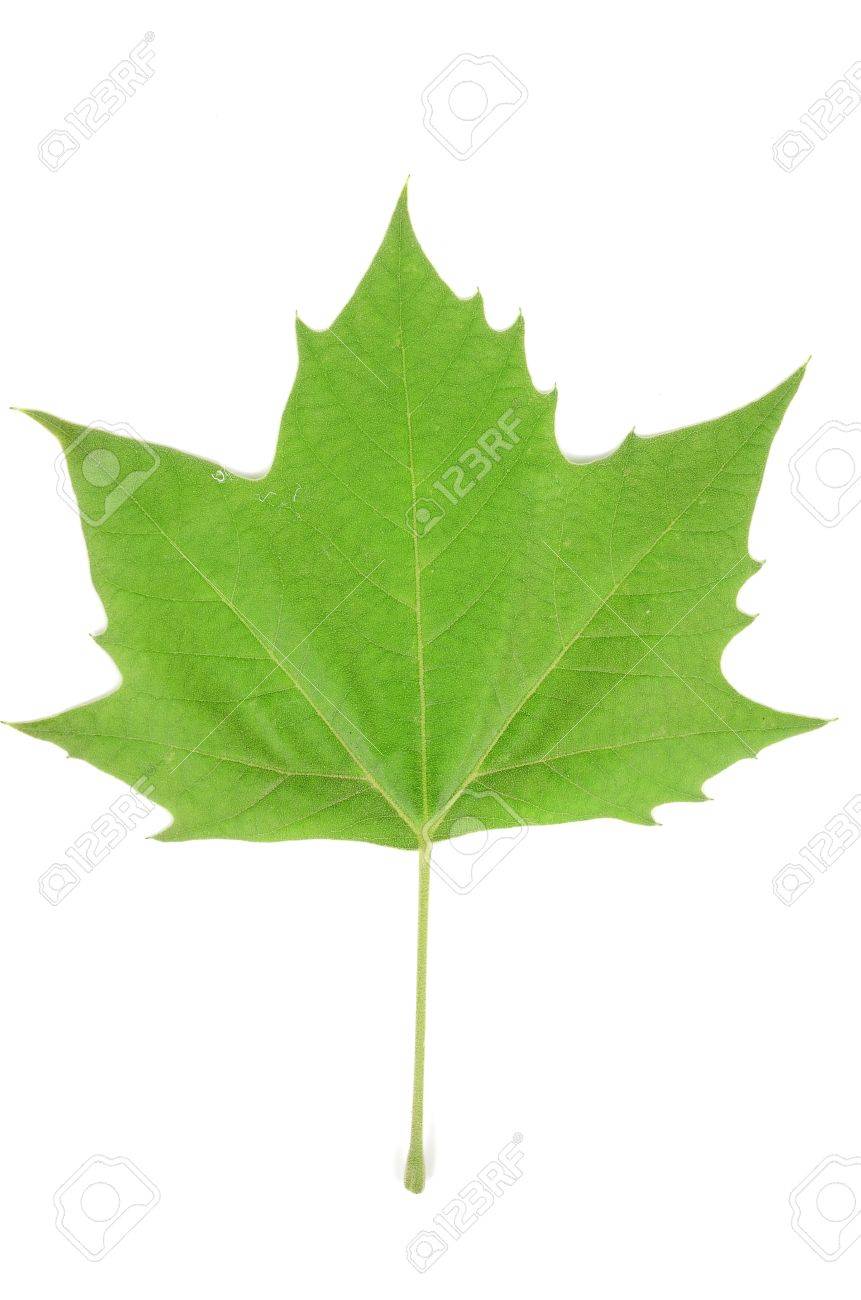 プラタナスの葉 の写真素材 画像素材 Image