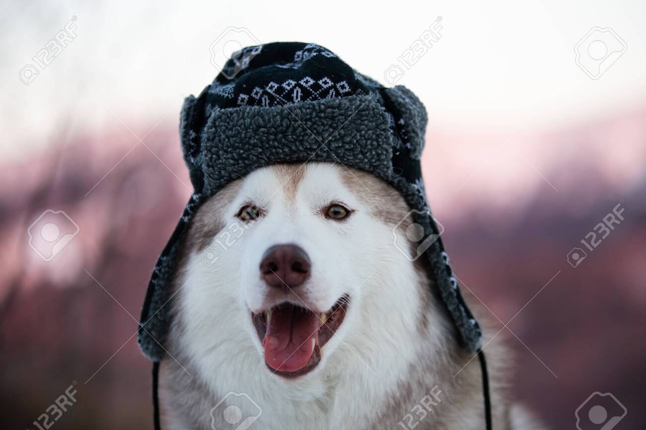 husky hat