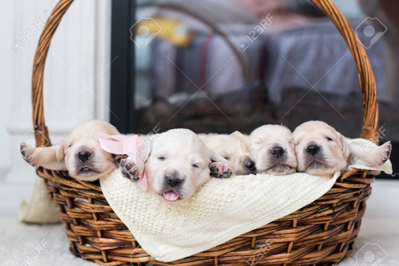 Five Cute Golden Retriever Puppies With Ribbons In A Wicker Basket