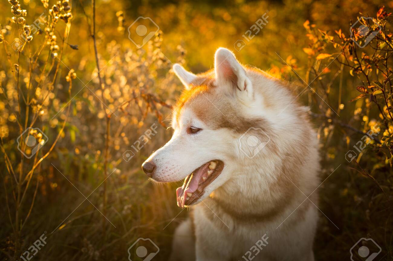 golden husky dog