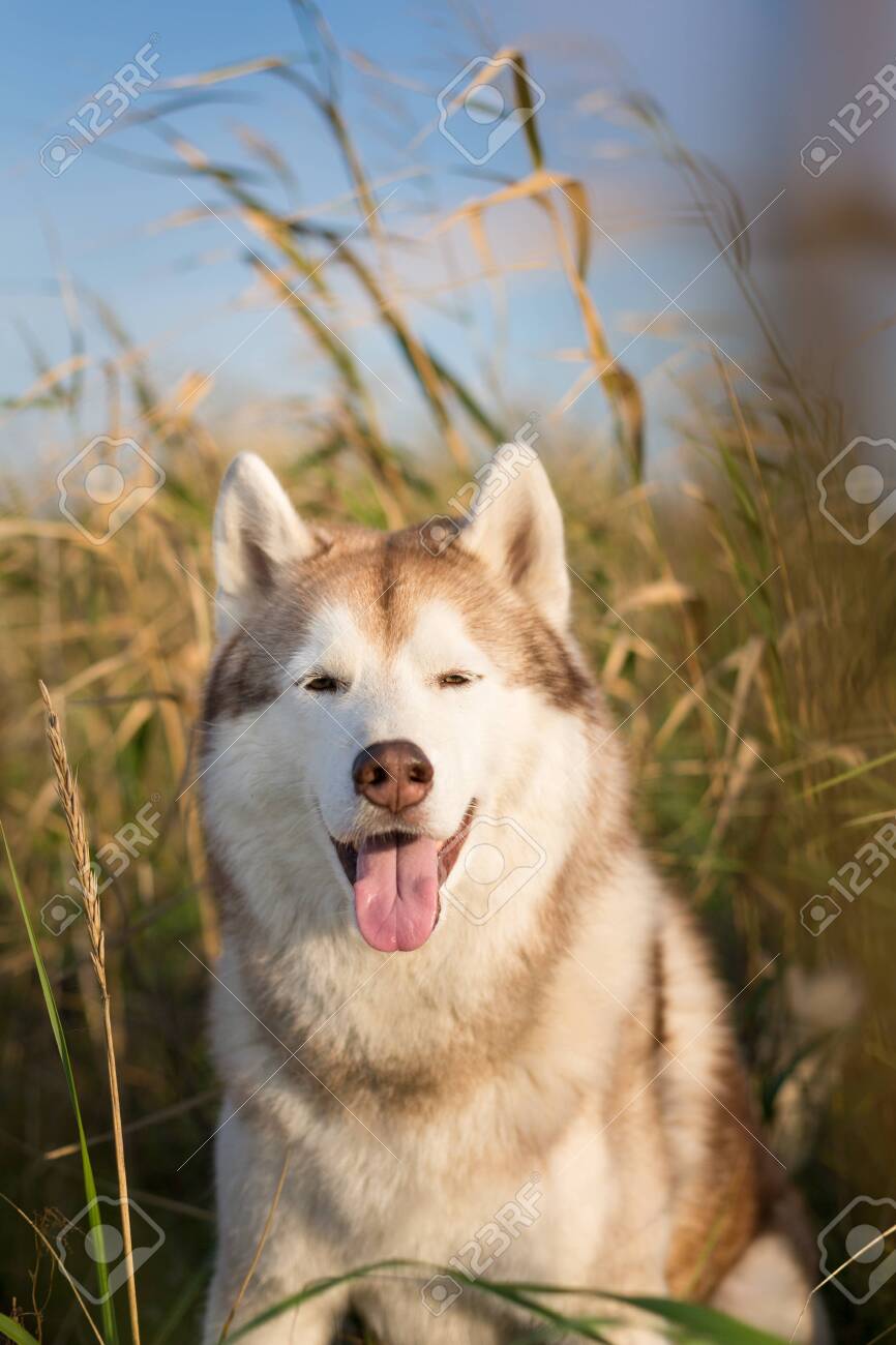 Close-up Portrait Of Beautiful And Happy Beige And White Siberian Husky Dog  With Brown Eyes And Tonque Hanging Out Sitting In The High Withered Grass  Meadow Near The Sea At Golden Sunset., image size:866x1300