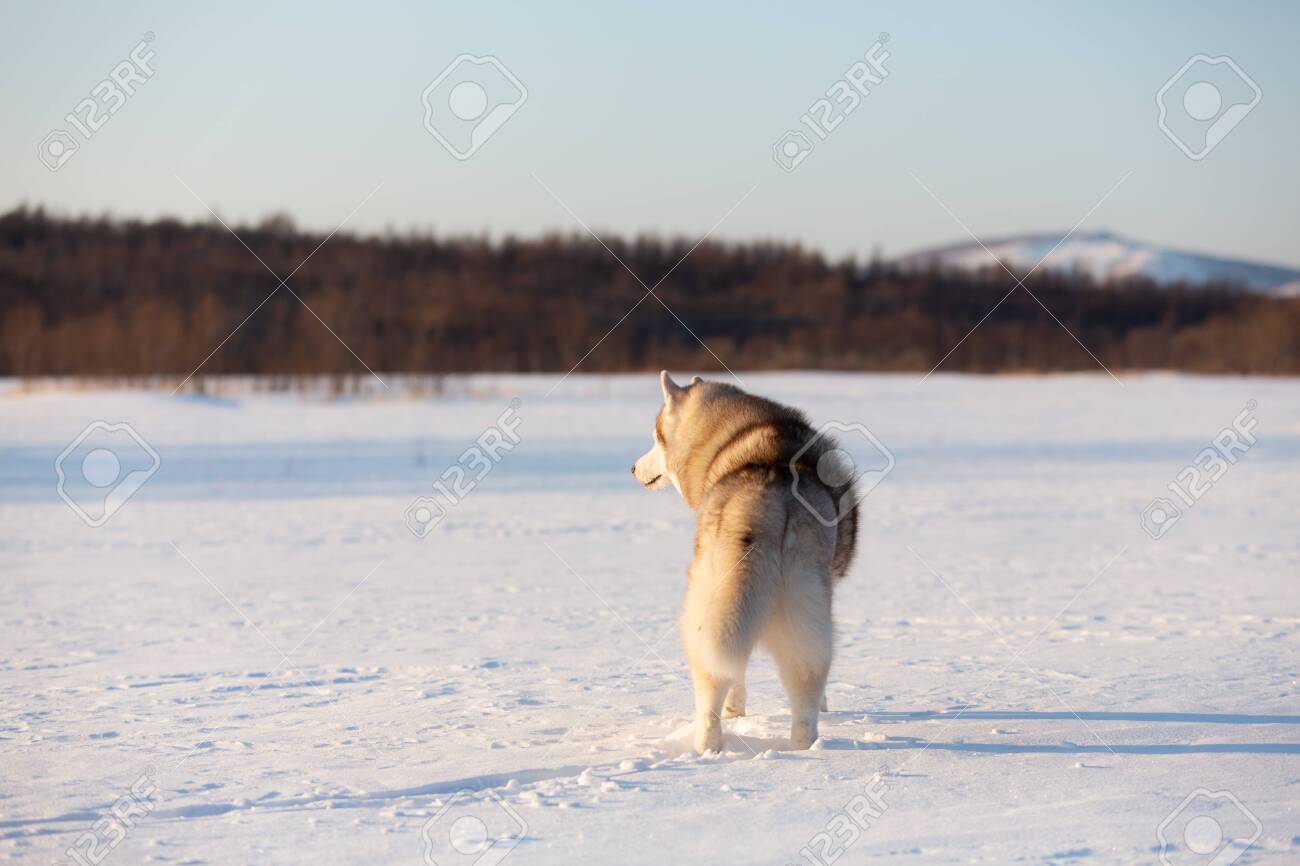 Portrait of beautiful, happy and cute beige and white dog breed siberian husky standing back to the camera on the snow in the winter field at sunset - 122324048 Portrait of beautiful, happy and cute beige and white dog breed siberian husky standing back to the camera on the snow in the winter field at sunset - 122324048