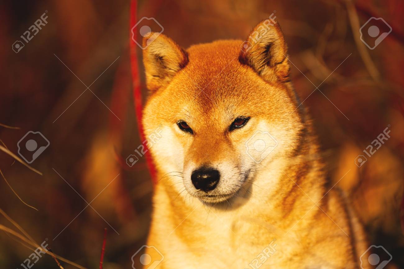 Close Up Portrait Of Beautiful And Happy Shiba Inu Dog Sitting