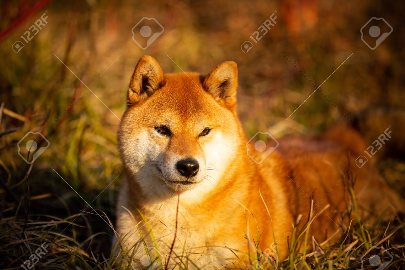 Close Up Portrait Of Beautiful And Happy Red Dog Breed Shiba