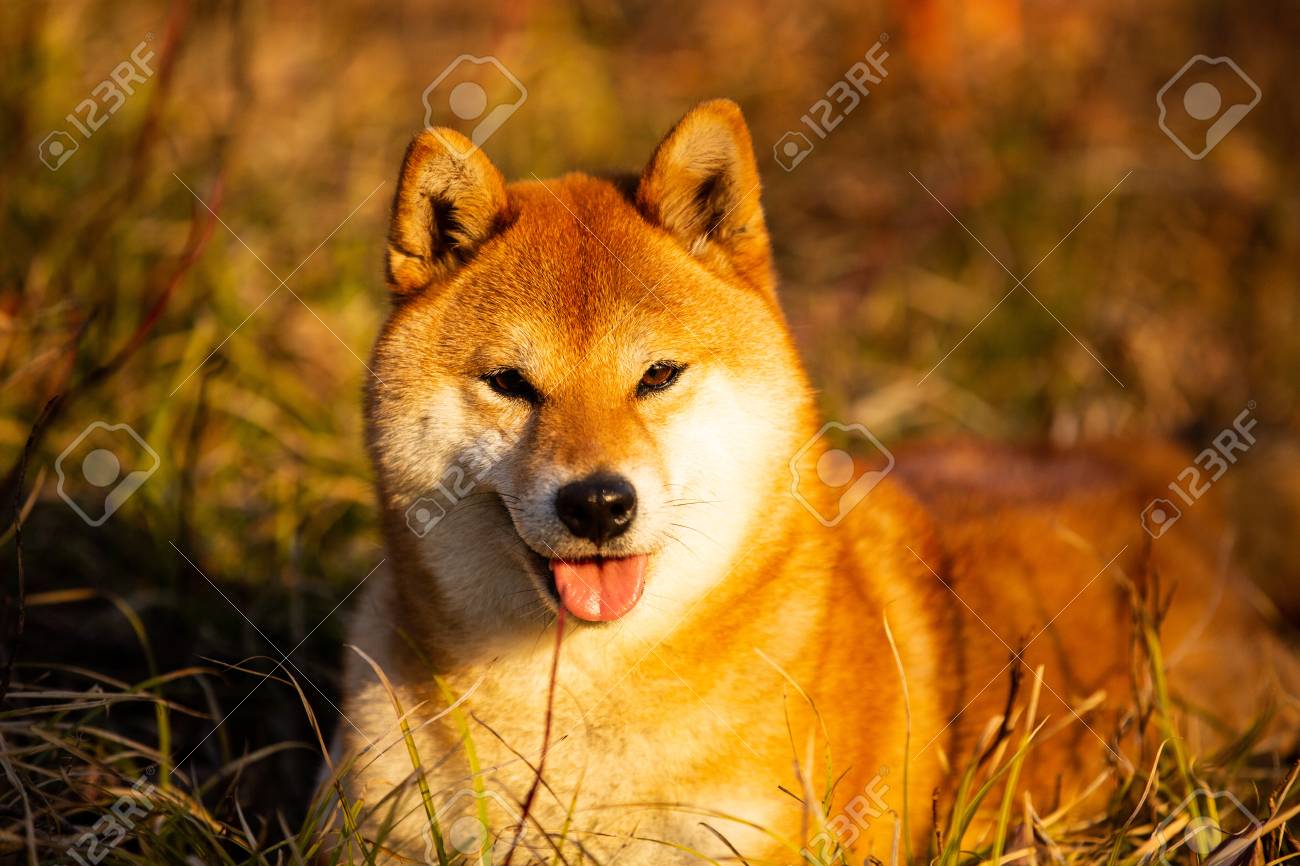 japanese red dog