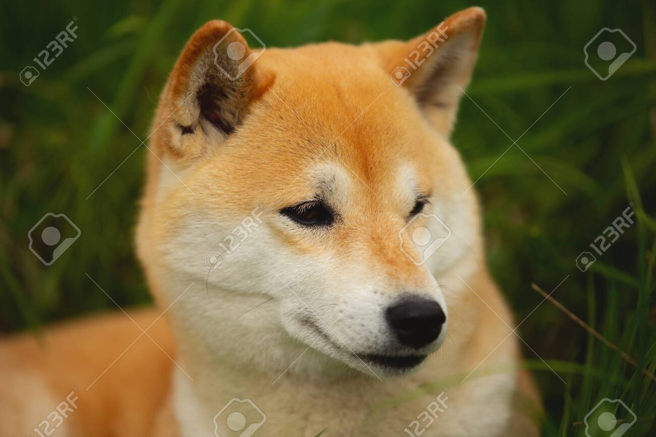 Portrait Of Beautiful And Chic Red Shiba Inu Japanese Small