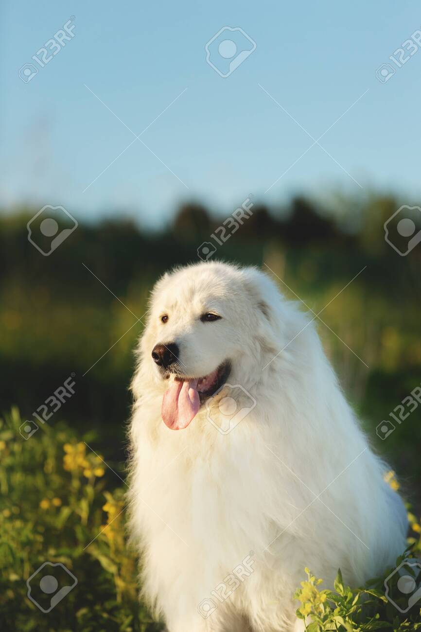 big fluffy sheepdog
