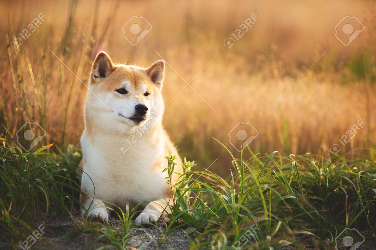 Profile Portrait Of Beautiful And Happy Red Shiba Inu Dog Lying
