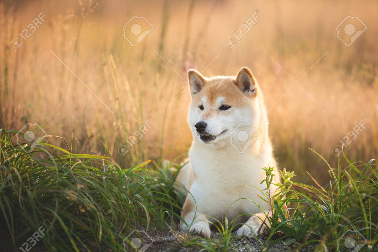 blue merle border aussie