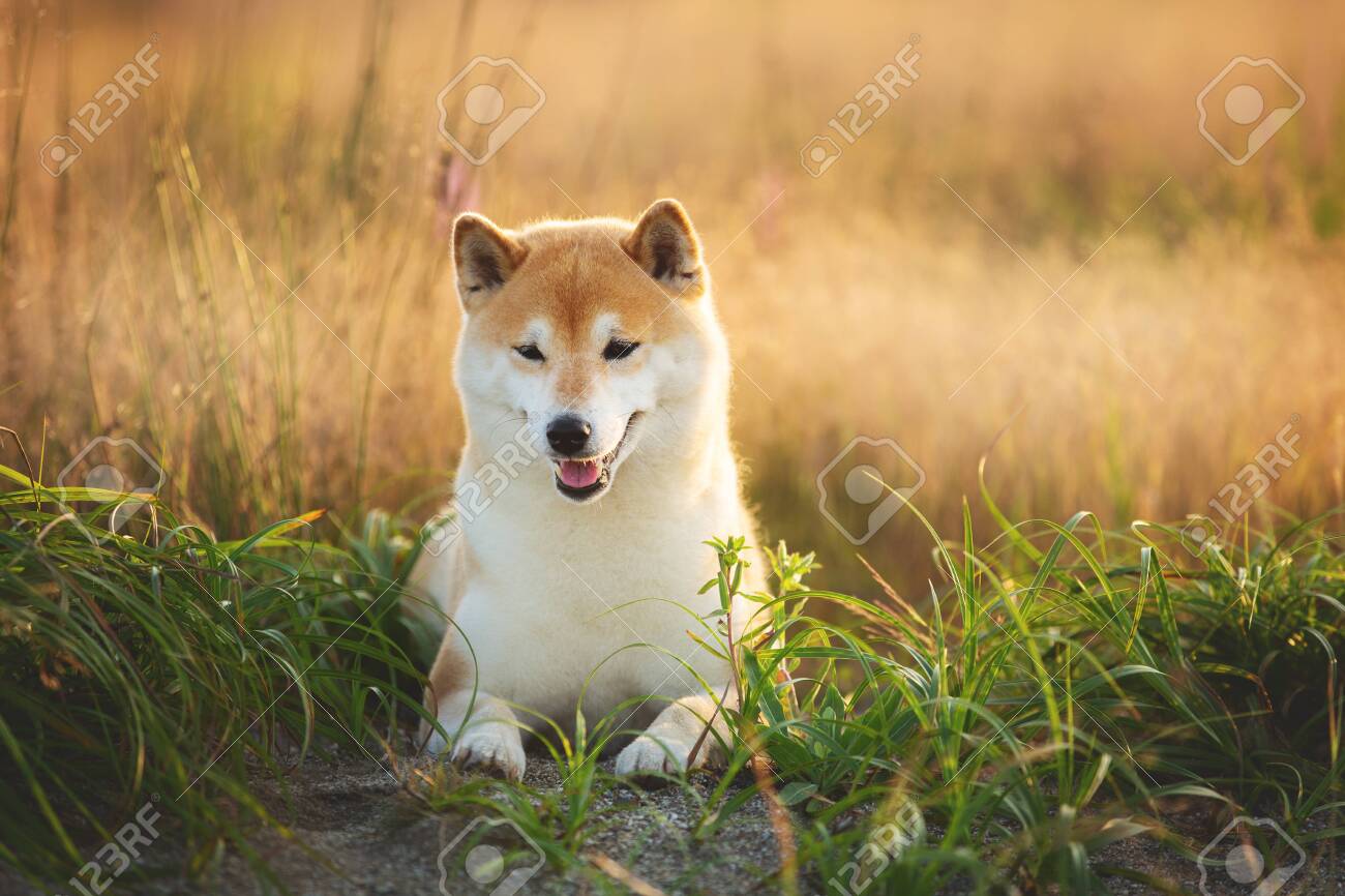golden shiba inu