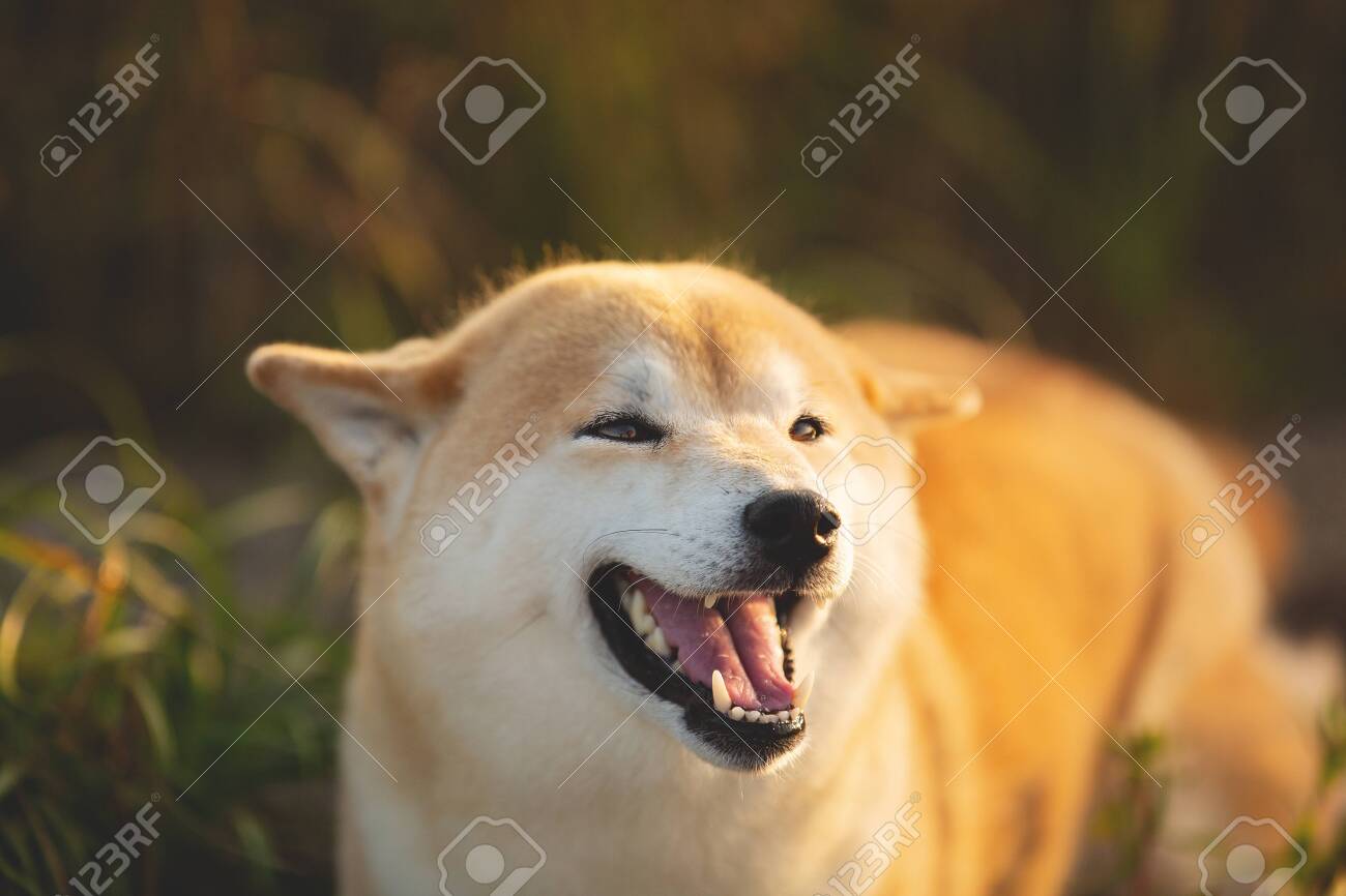 Close Up Portrait Of Funny Young Red Shiba Inu Puppy Dog Sitting