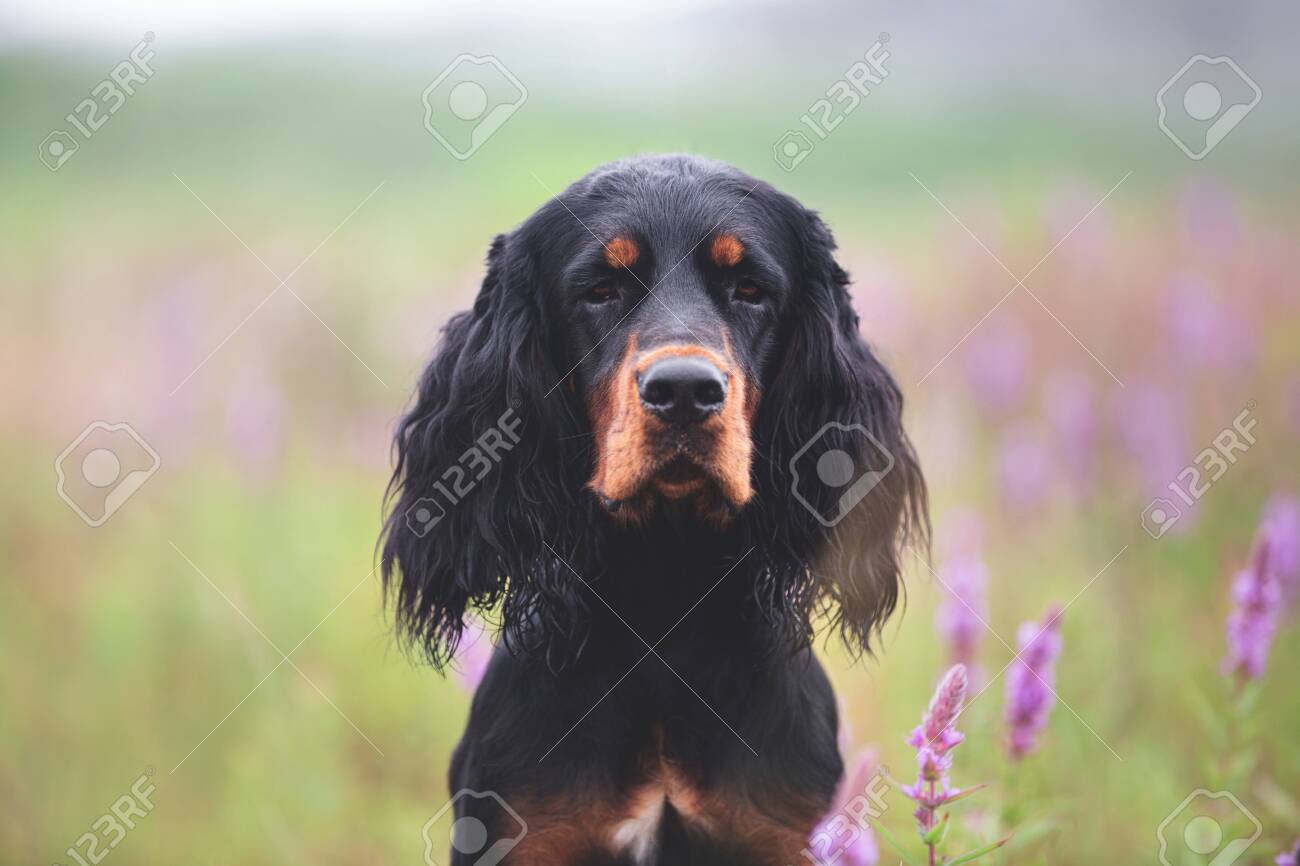 black and tan setter
