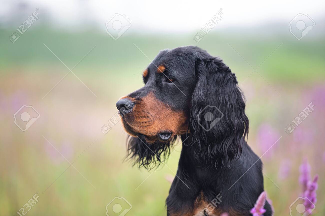 black and tan setter