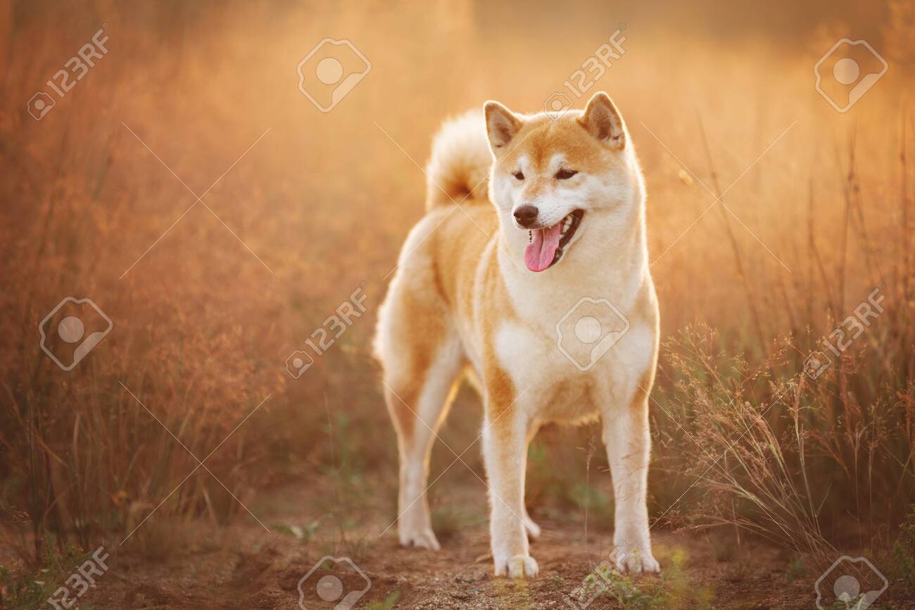 golden shiba inu