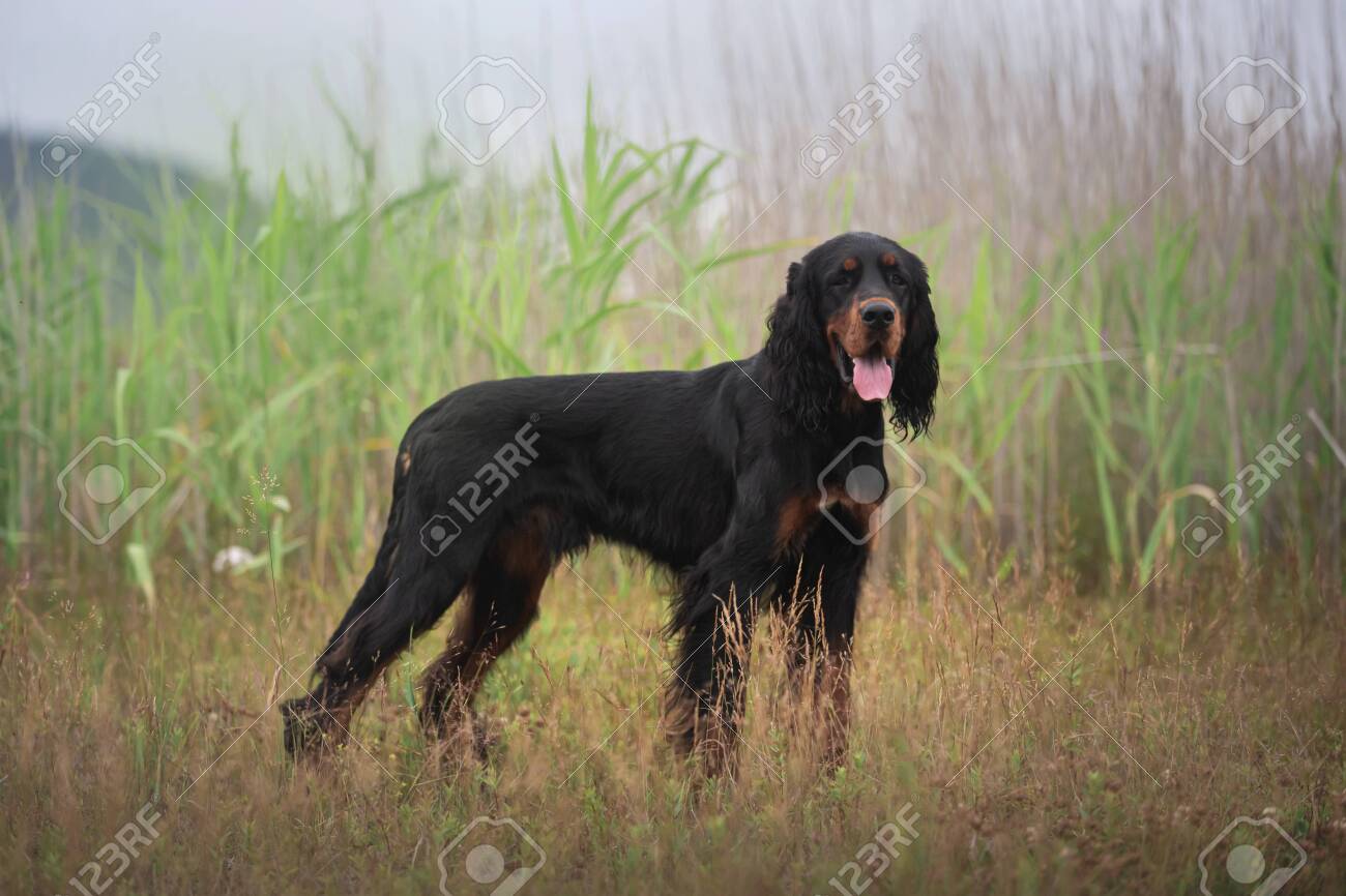 black and tan setter