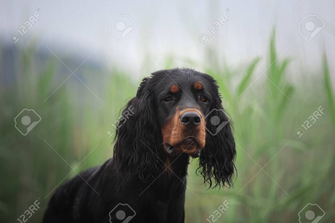 black and tan setter
