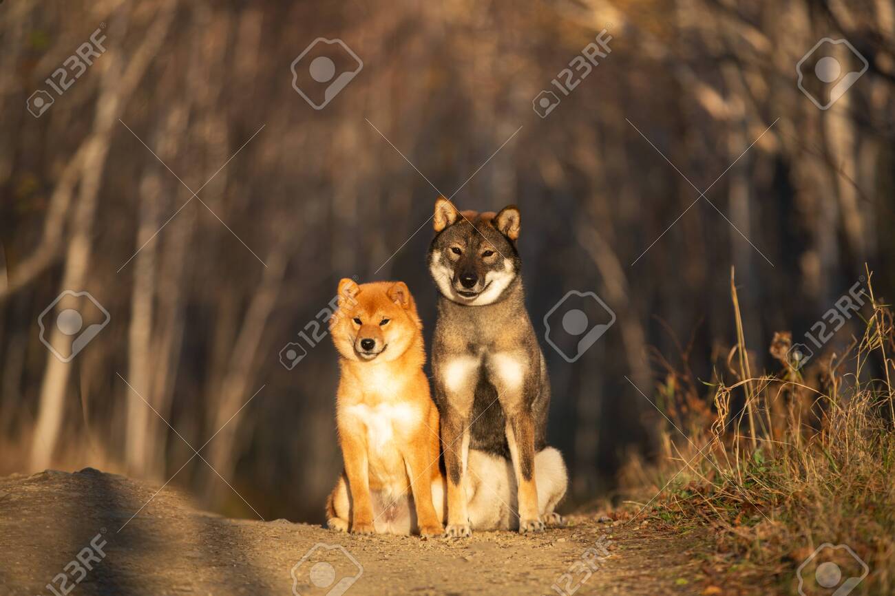 shikoku inu
