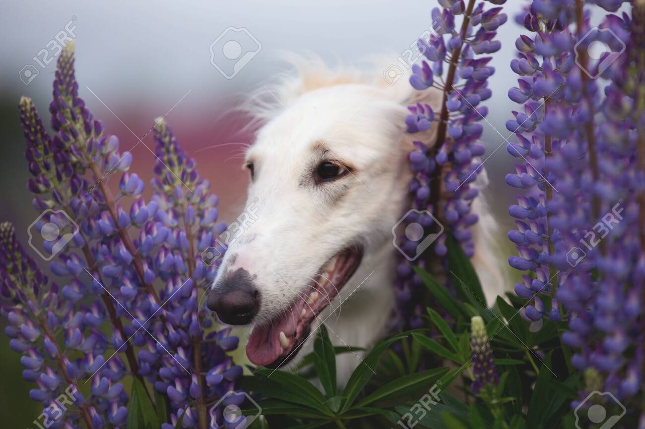 lavender dog breed