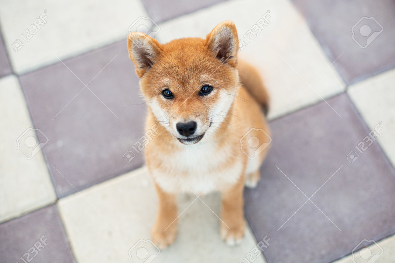 Close Up Portrait Of Cute Shiba Inu Puppy Sitting On The Pavement Stock Photo Picture And Royalty Free Image Image
