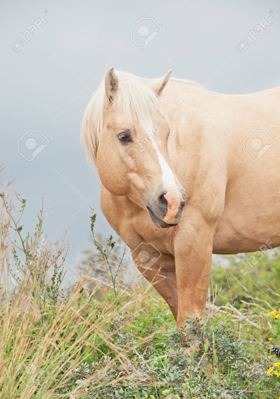 race palomino