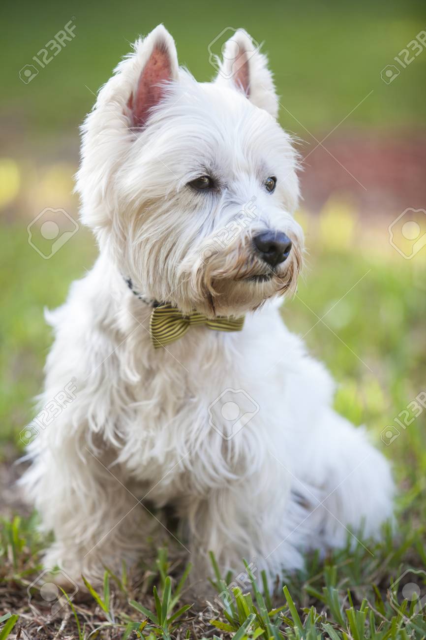 westie bow tie