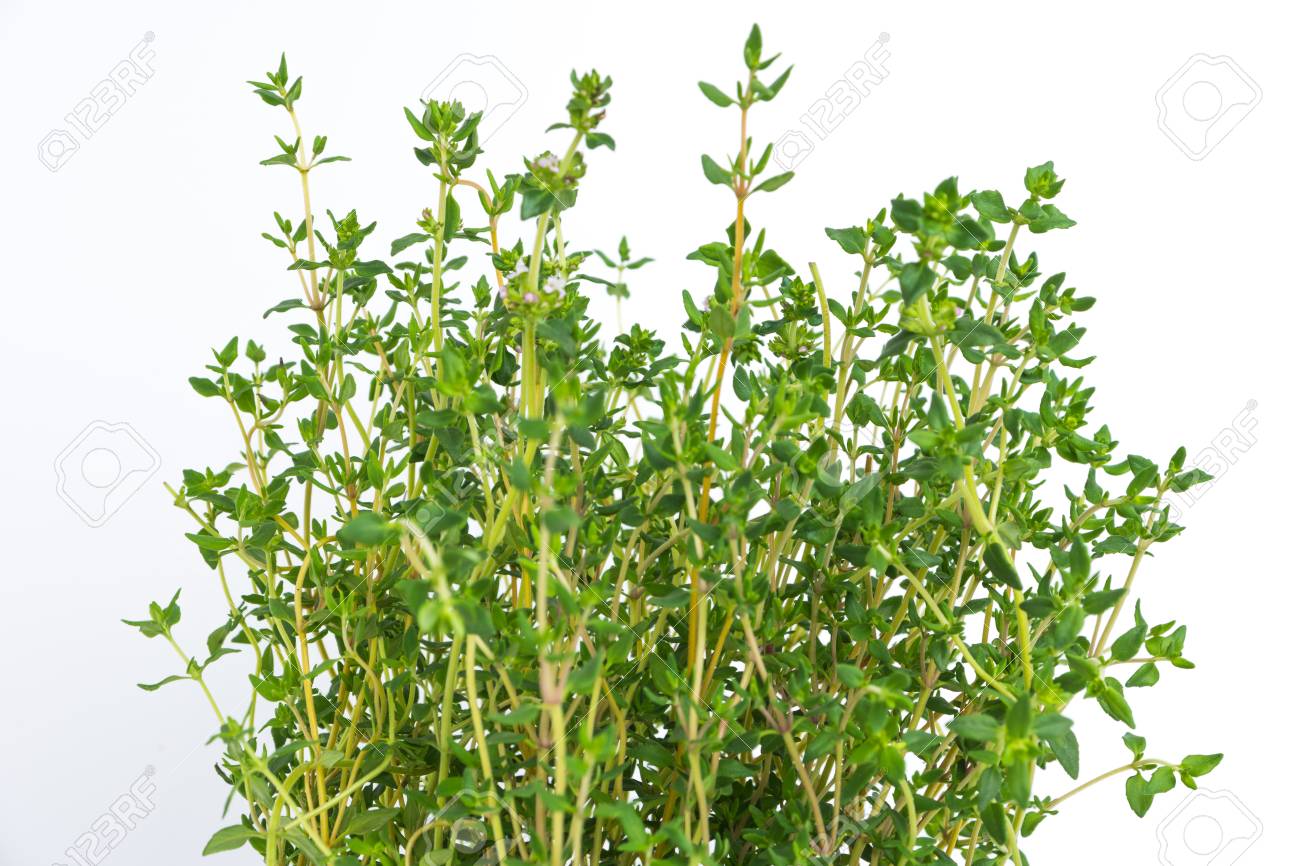 Herbe De Thym Frais Poussent Plantes De Thym Aromatisees Fraiches Et Biologiques Nature Saine Aromatisant Le Thym Ingredients Pour La Nourriture Sur Fond Blanc Banque D Images Et Photos Libres De Droits Image