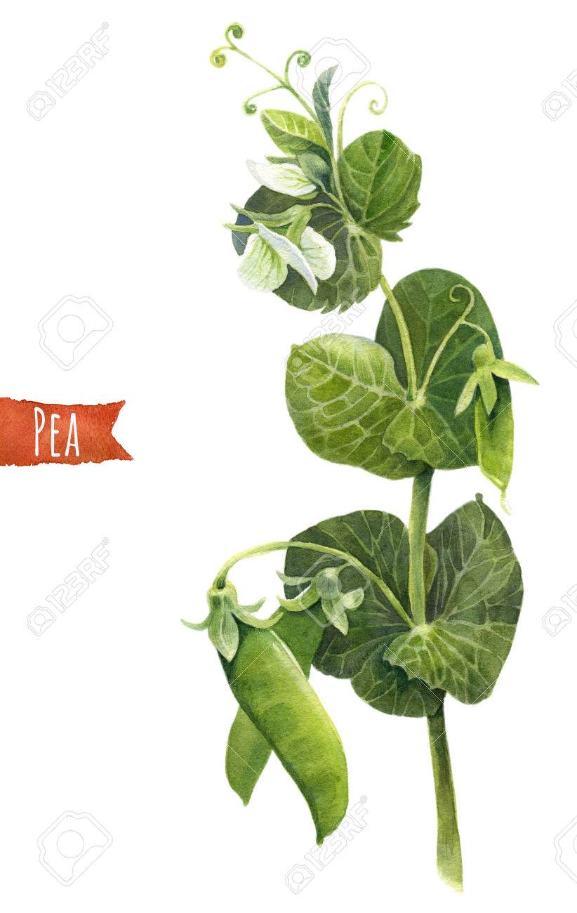 エンドウ豆 植物の水彩イラストを手描き の写真素材 画像素材 Image