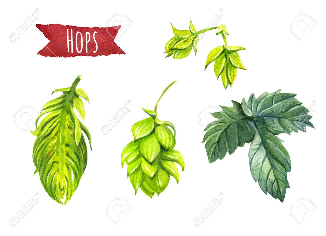 白 手描き水彩イラストを分離されたホップ の写真素材 画像素材 Image