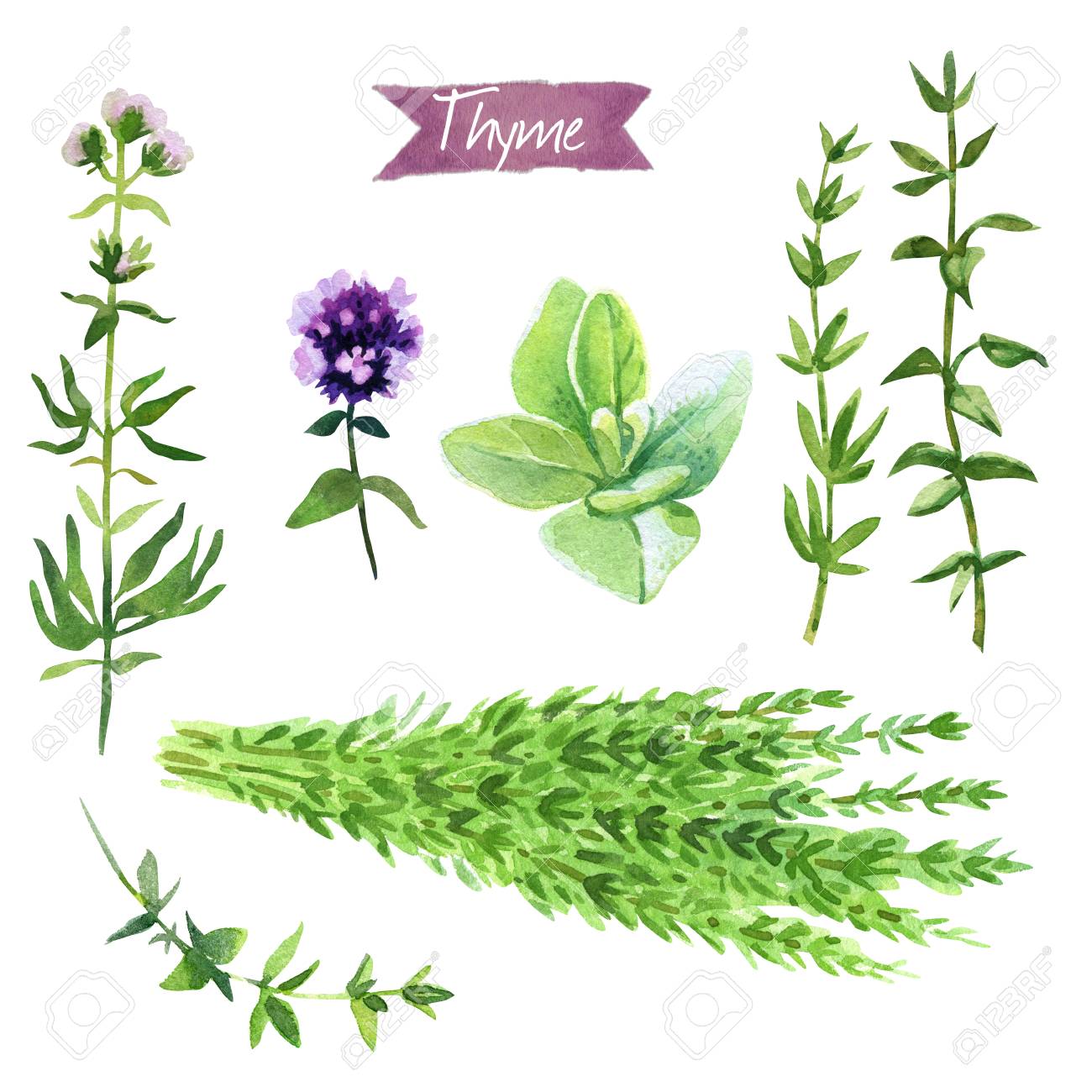 Watercolor Illustration Of Fresh Thyme Plant With Flowers Leaves Twigs And Bunch On White Background With Clipping Paths Included Stock Photo Picture And Royalty Free Image Image
