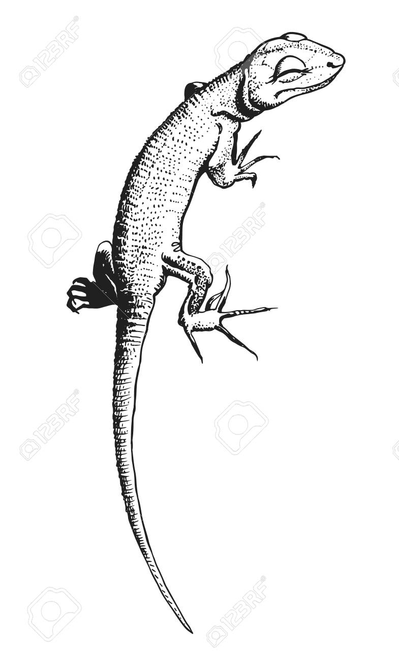 詳細な手描き小さなトカゲ笑顔の黒と白のベクトル イラストのイラスト素材 ベクタ Image 4460