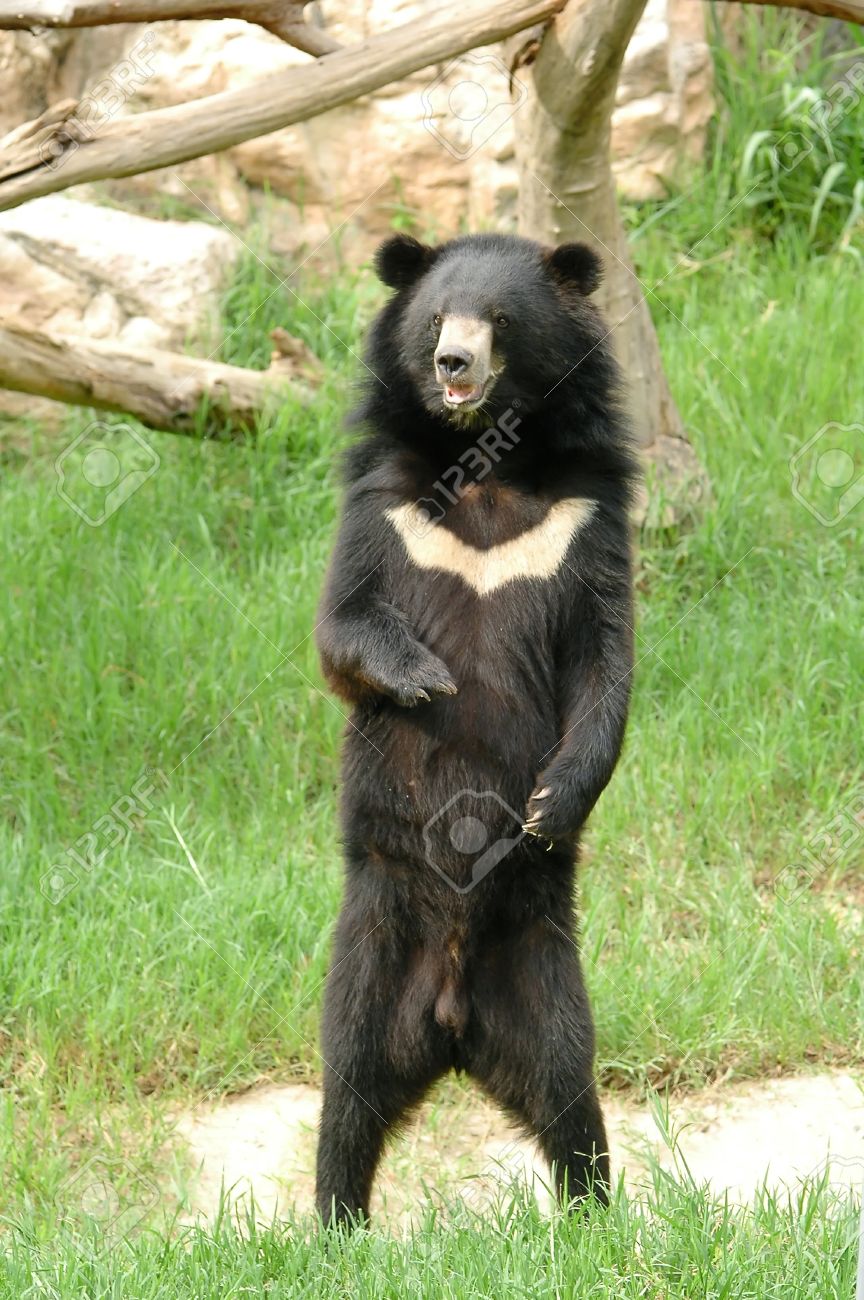 asiatic black bear stock photo picture and royalty free image