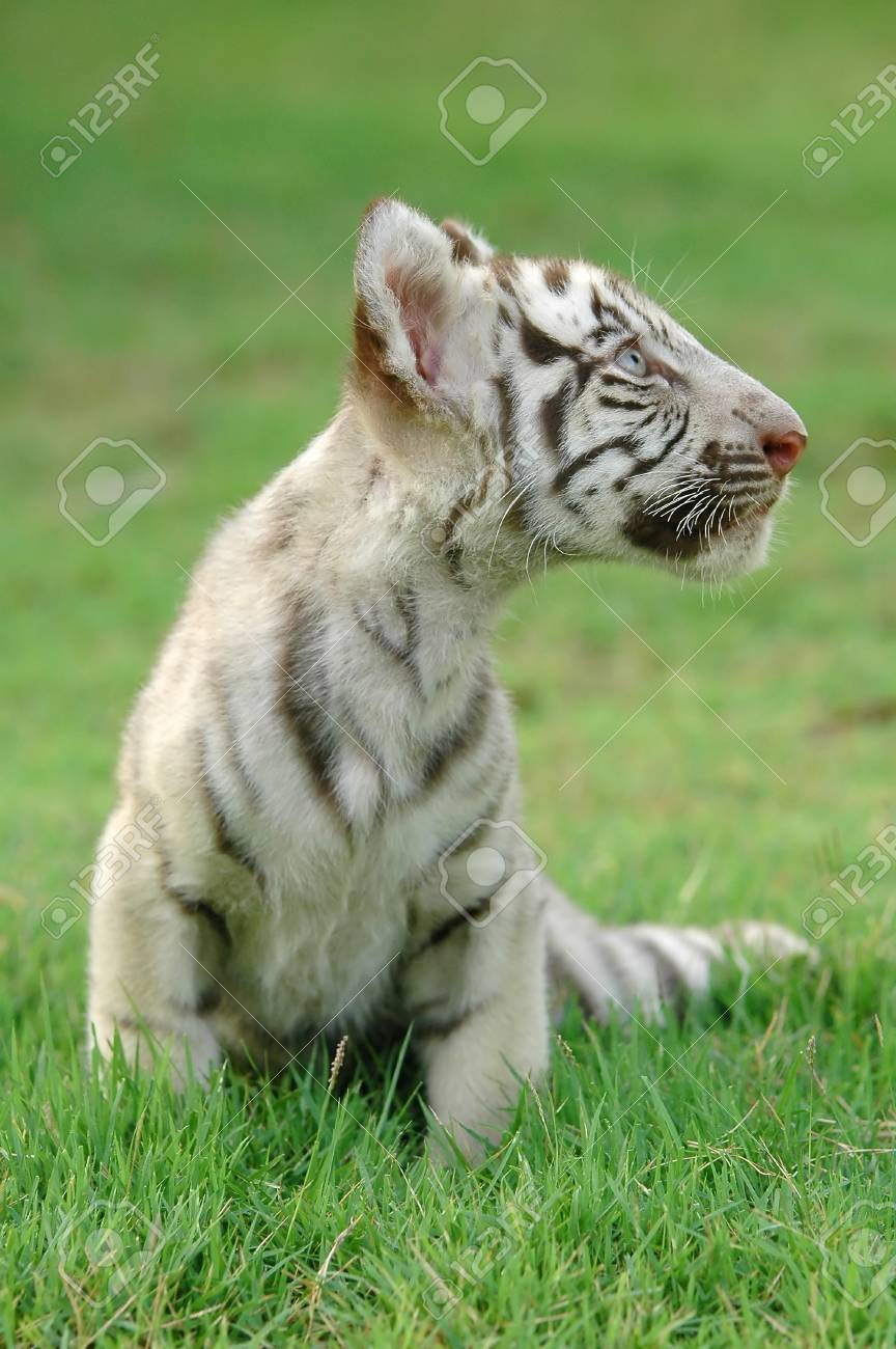 baby white tiger stock photo picture and royalty free image image