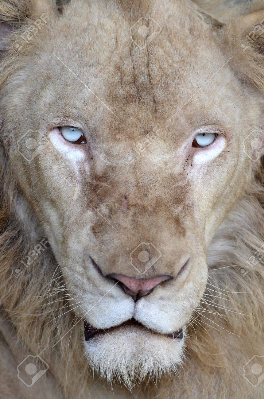 タイ チェンマイ ナイト サファリで男性の白いライオン の写真素材 画像素材 Image