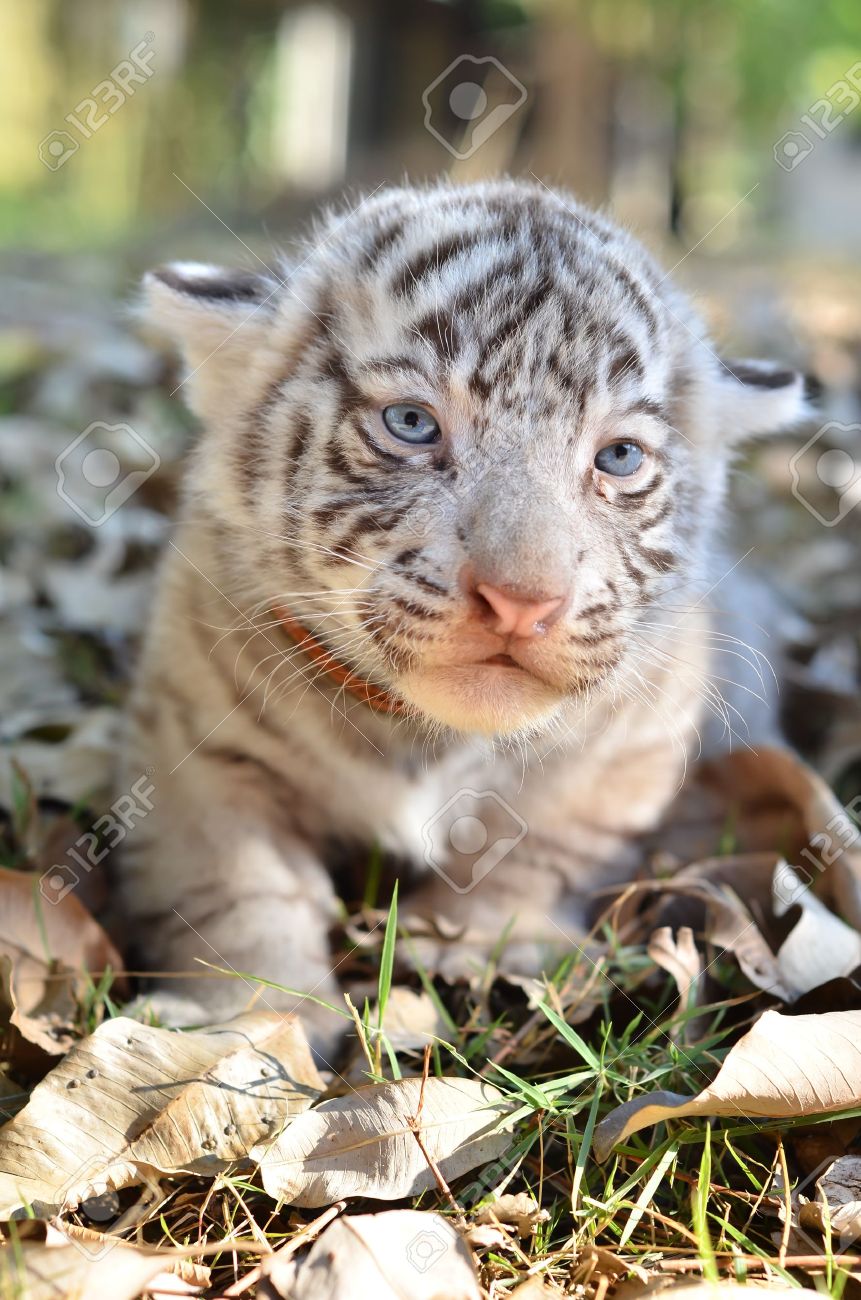 Bebe Tigre Blanco En El Zoo Fotos Retratos Imagenes Y Fotografia De Archivo Libres De Derecho Image