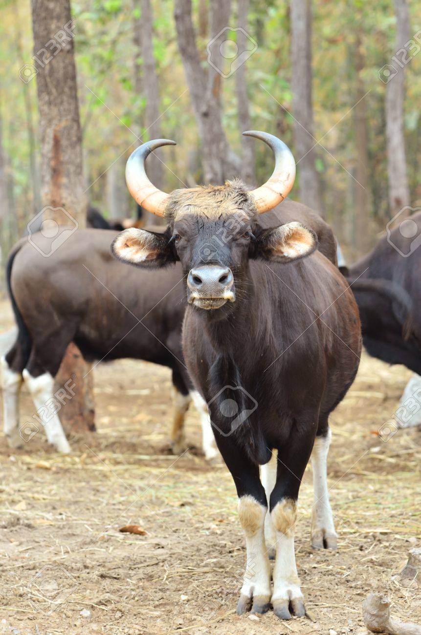 チェンマイ ナイトサファリでガウル の写真素材 画像素材 Image