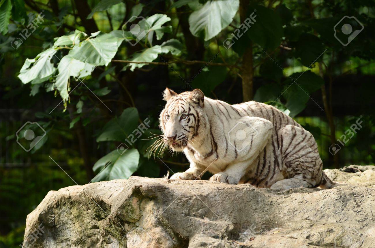 チェンマイ ナイトサファリで白いベンガルトラ の写真素材 画像素材 Image