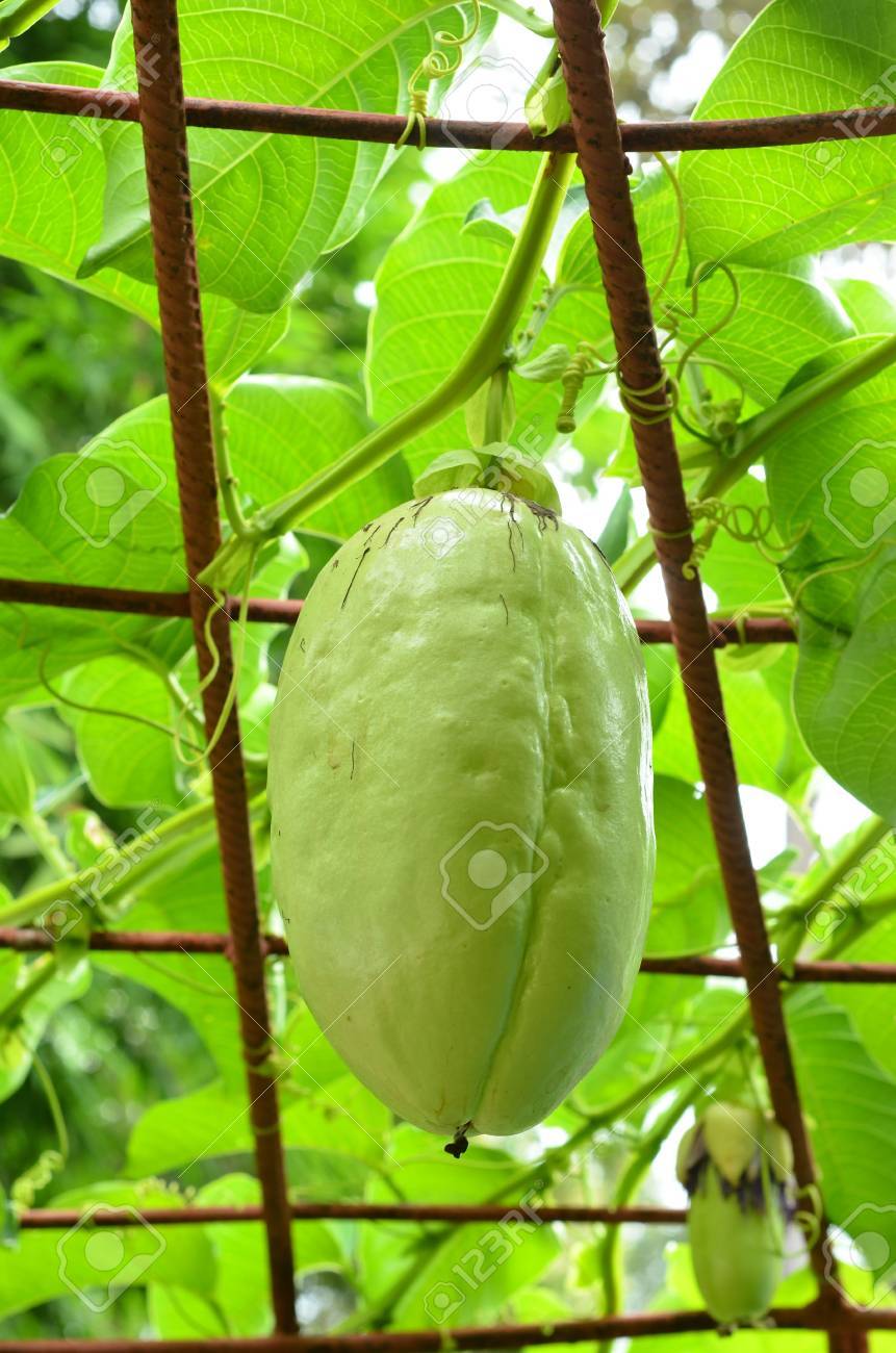 Giant Granadilla Or Passiflora Quadrangularis L Stock Photo Picture And Royalty Free Image Image 14917738